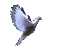 flying dove 1