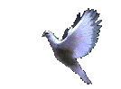 flying dove 2